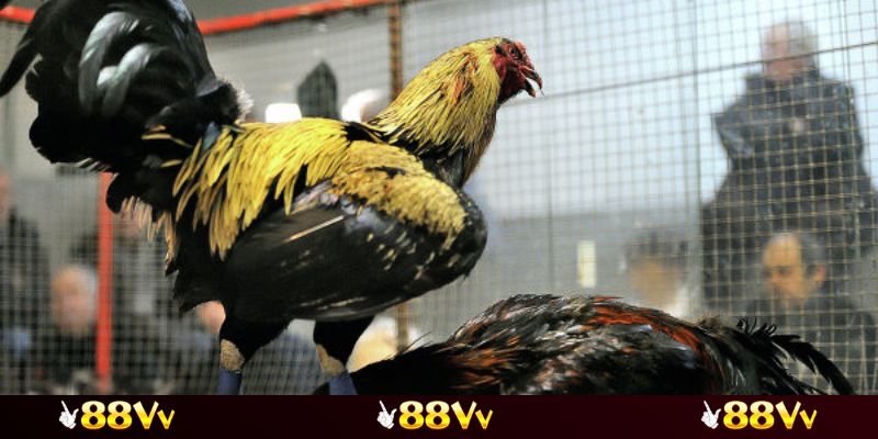 Cách chọn trận đấu cực kỳ hữu hiệu và dễ thắng