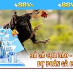 Đá Gà Cựa Dao - Chiến Lược Dự Đoán Gà Thắng Chuẩn Xác