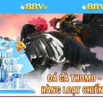 Đá Gà Thomo - Nơi Quy Tụ Hàng Loạt Chiến Kê Đỉnh Cao