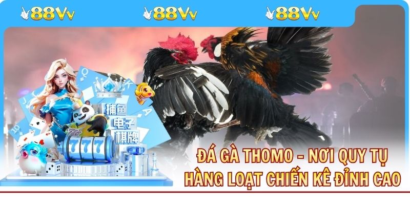 Đá Gà Thomo - Nơi Quy Tụ Hàng Loạt Chiến Kê Đỉnh Cao