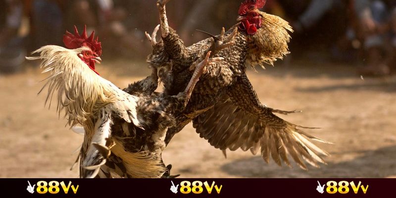 Hướng dẫn chọn trận đấu