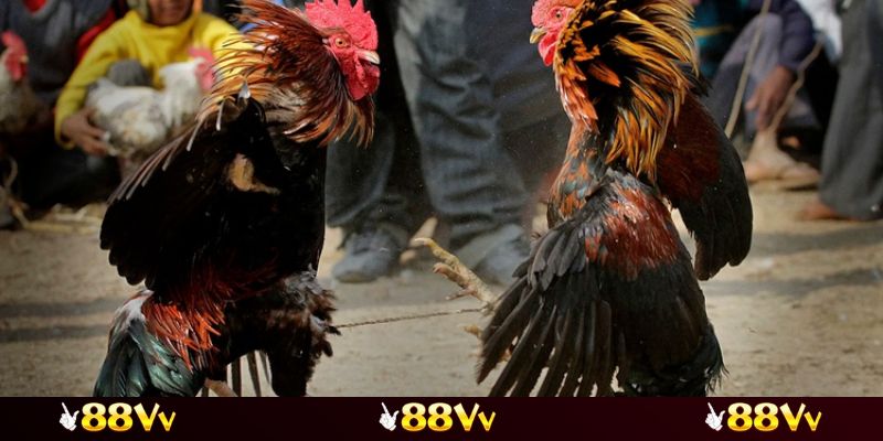 Sơ lược nhất về các trận đá gà Thomo