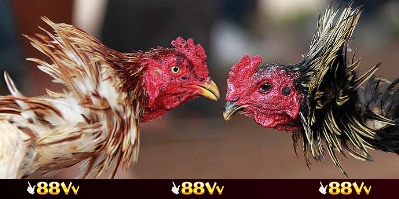 Thông tin mới về các trận đá gà cựa dao