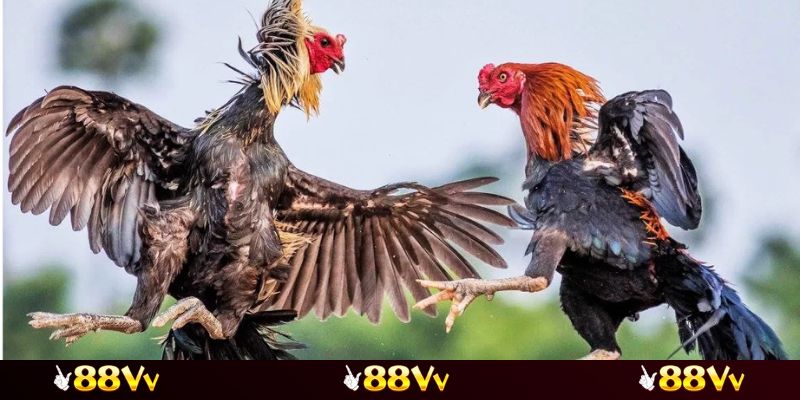 Vận dụng mẹo cơ bản